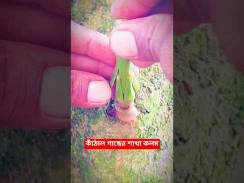 কাঁঠাল গাছের শাখা কলম / কাঁঠাল চাষ #facts #gardening #shorts