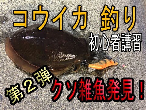 超簡単！コウイカ釣り　初心者講習　第2 弾　クソ雑魚発見！