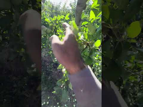 Descuate de manzana fuji