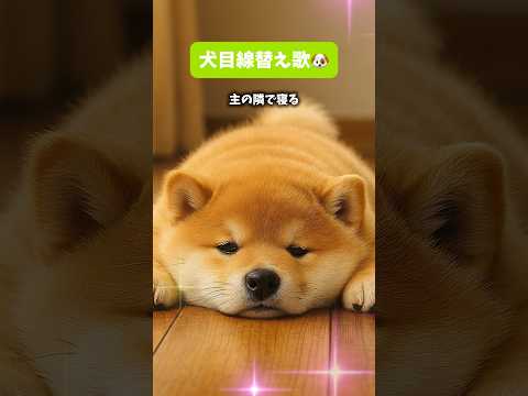 僕目線の替え歌だよ🐶ぽっちゃり柴犬もふまるの日常🐶 #柴犬 #癒し #癒し動画 #かわいい #おもしろ #犬