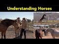 Understanding Horse Behavior and Body Language