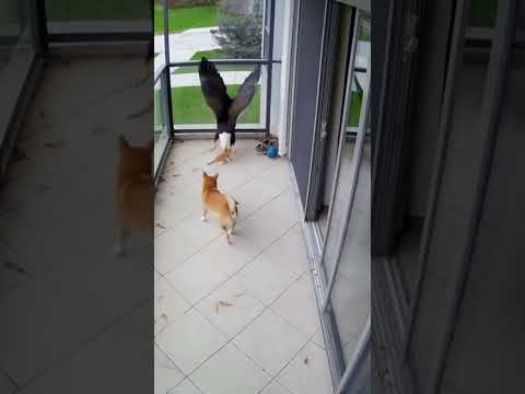 Can You Watch This Without Saying “Good Boy”? #shortsfeed