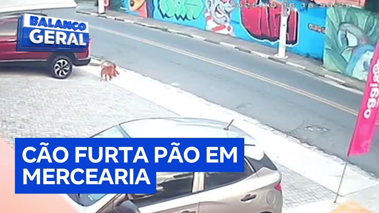 Cão caramelo é flagrado furtando pacotes de pão em mercearia