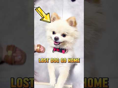The woman help lost dog return home #pets #dog #shorts