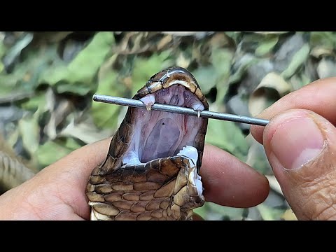 مفاجأة غير متوقعة فى الكوبرا الداكنة Naja obscura مع احمد الدكرونى