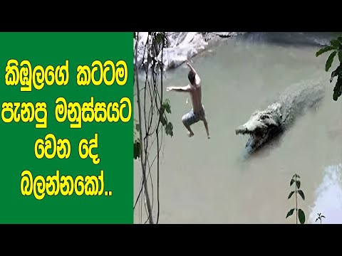 කිඹුල්ලු එක්ක වුන භයානකම සිදුවීම් පටිගත වුන අවස්ථා 12ක් මෙන්න. | 12 Interesting Crocodile Moments