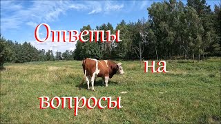 Работаю и отвечаю на комментарии. Жизнь на Лесном Хуторе.