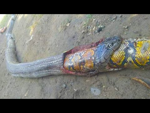 Por isso a COBRA REI é tão temida por outras cobras