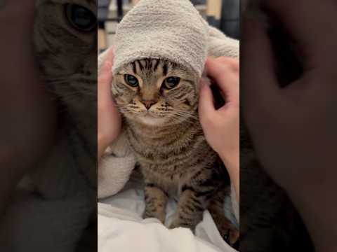 猫の動画サムネイル - ﾌﾟﾙﾌﾟﾙ猫を毛布で包んだら可愛すぎて優勝した!! #shorts #猫 #cat