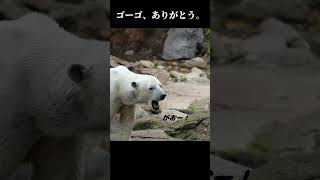 ごめんね、ありがとう。#ホッキョクグマ #ゴーゴ #ズーラシア #polarbear