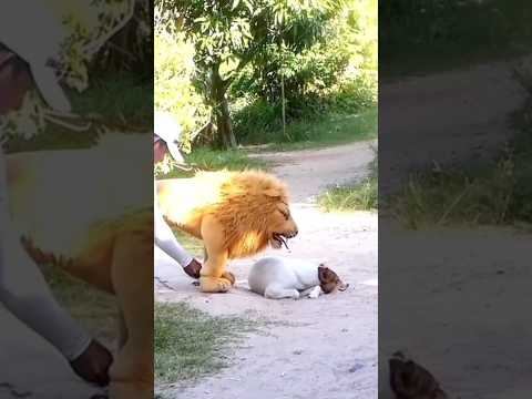 Dog prank funny videos 😲 reaction 👀🐕#doglover #tigerlove #pranks #dogvsfaketiger #animals #comedy