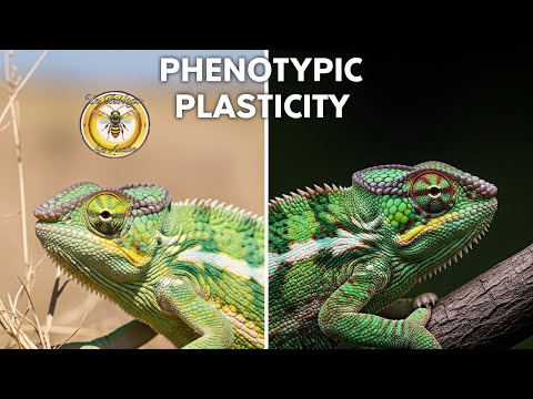 ¿Qué es la Plasticidad Fenotipica? explicada por Biólogo 👨‍🔬🦖