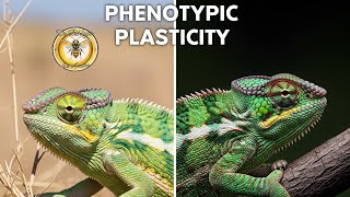 ¿Qué es la Plasticidad Fenotipica? explicada por Biólogo 👨‍🔬🦖