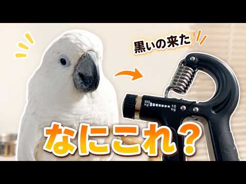 ゆきまる氏に黒い謎器具を見せたら、反応が正直すぎた