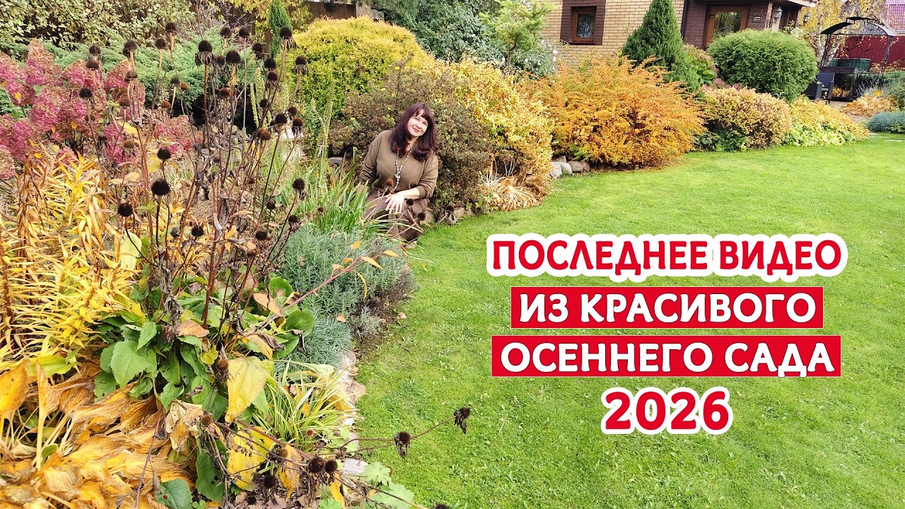 Сад 17 октября 2026. Последние кадры красоты. Сезон закрыт.