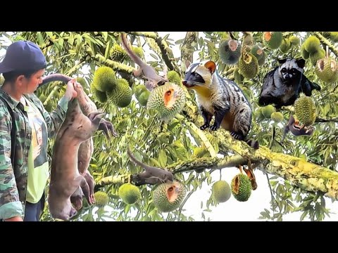 BERBURU TUMBANG KAN 2 EKOR MUSANG BETINA JUMBO PEMAKAN AYAM DAN PERUSAK BUAH DURIAN DI SAAT HUJAN