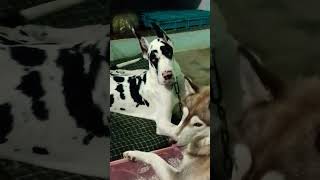 Meri makhani nu najar na lag jawe ❤️❤️#doglove#shortvideo