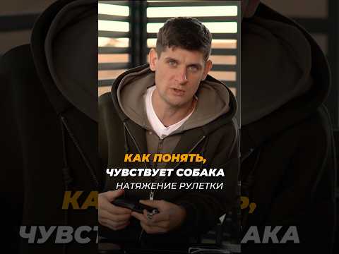 Рулетка учит собаку тянуть? 🎬 Как правильно выбрать рулетку?