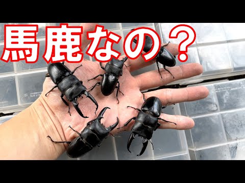 最も愚かなクワガタ採集の記録