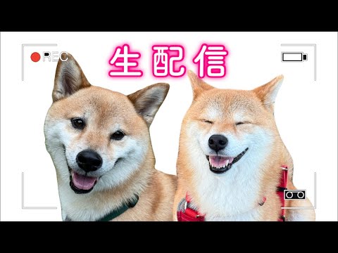 このあと生配信🥺みなさんお久しぶりです🐶🐶❤️✨