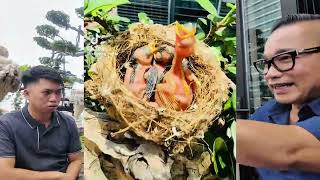 Ai có đam mê nhất định sẽ đồng cảm - Phiêu Du Bonsai, Usagi Bonsai vs Chương Tailor
