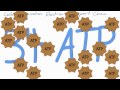 Exploring Cellular Respiration and Fermentation