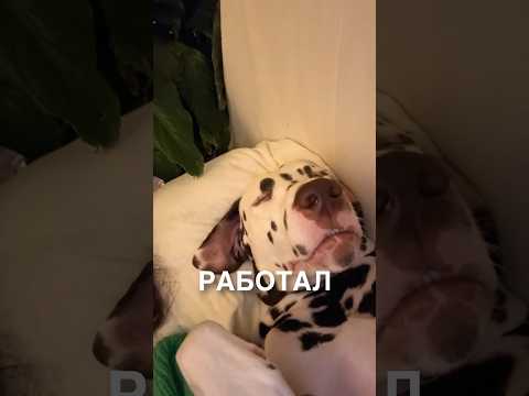 Самый уставший пёсик 😂 #истории #история #новости #новость #shorts