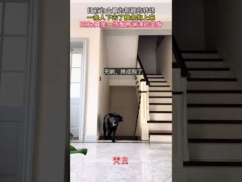 目前為止最新穎的轉場 一條人下去了換條狗上來 #意外 #有趣 #萬萬沒想到 #搞笑 #amazing #funny #laugh #shorts サムネイル