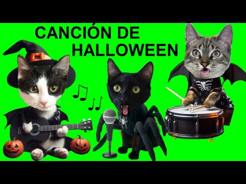 BIEN YA ES HALLOWEEN! CANCIONES DE HALLOWEEN en español pero con los gatos graciosos Luna y Estrella