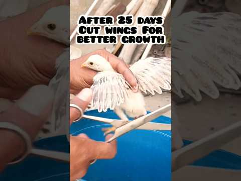 Chick Care Treatment #aseel #chicken