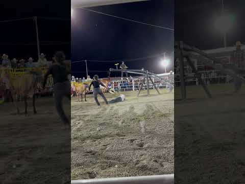 Heifer Lifts Seesaw and Man Falls to the Ground During Competition