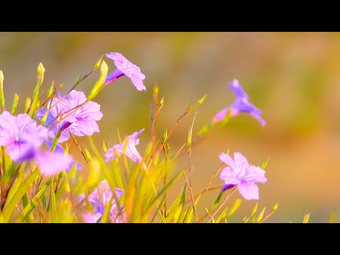 Listen to relaxing music calming music | soothing sleep music