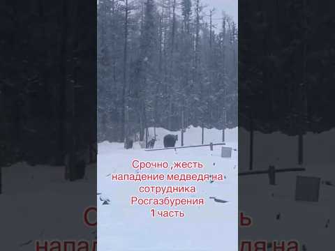 Медведь напал на людей Якутия 2023