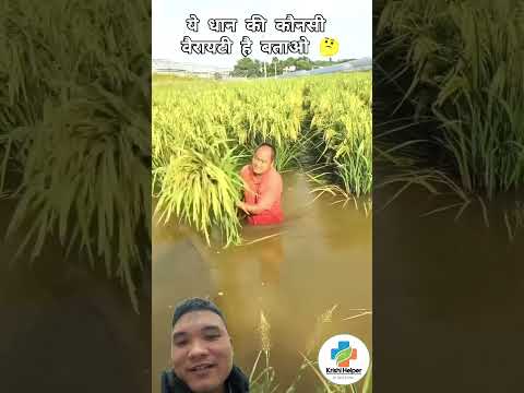 Giống Lúa Cao Hơn Hai Mét #farming