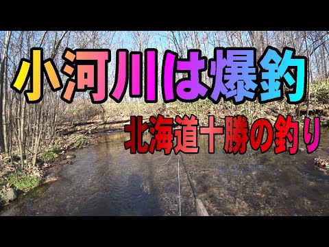 2024.11.10　【北海道十勝の小河川はドライフライで爆釣中】＃フライフィッシング