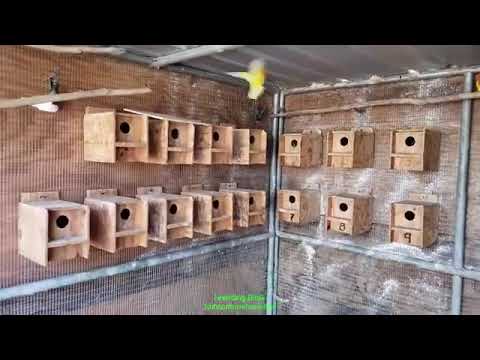 2024 breeding lovebirds