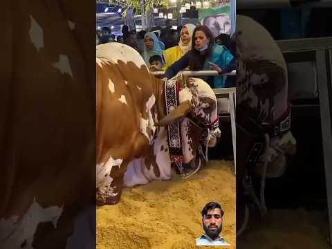 2025 Qurbani ๐ Public Reaction ๐ #cow #Qurbani #shortsfeed