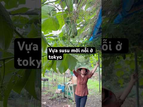 Tokyo được mùa susu