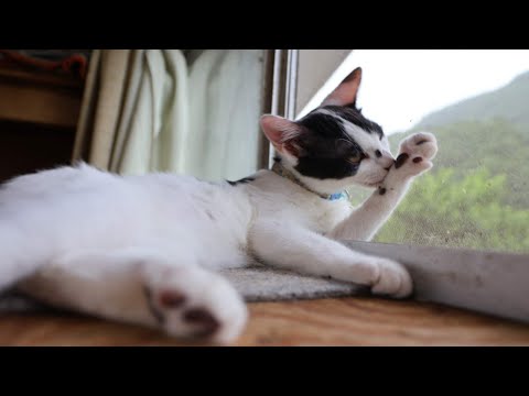 窓辺で毛づくろいを楽しむ子猫の姿 サムネイル