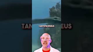 Tanystropheus