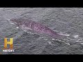 Loch Ness Monster Investigations
