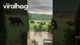 Mother and Cubs Play With Lawn Games at a Hotel || ViralHog