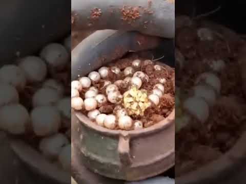 Que MARAVILHA! 🤩🤩🤩 #perola #ouro #dinheiro