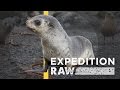 Fur Seal Pup Research Practices