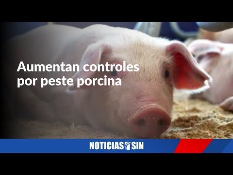 Canadá aumenta controles tras brote peste porcina