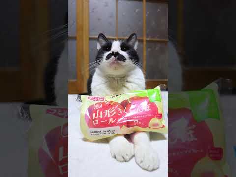 猫の動画サムネイル - 山形さくらんぼロール　250523　#のせ猫 #ねこ #cute #cat #ネコ