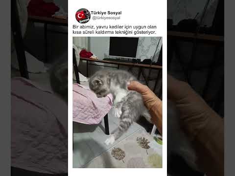 Bir adam yavru kedi kaldırma tekniği gösteriyor🤔