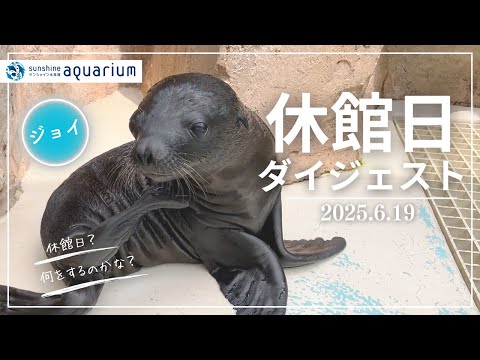 猫の動画サムネイル - 【密着】休館日ダイジェスト(2025年6月19日)【サンシャイン水族館】