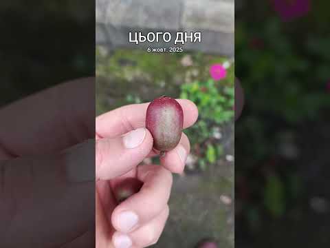 АКТИНІДІЯ - міні-ківі