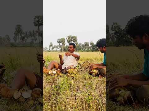 Toddy Palm Fruit Jelly Secrets I Learned from Years of Harvesting